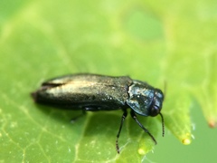 Agrilus cyanescens
