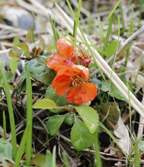 Chaenomeles japonica