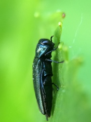 Agrilus cyanescens