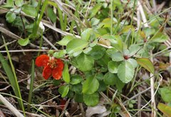 Chaenomeles japonica
