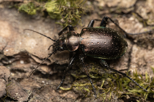 Lesser Searcher Beetle