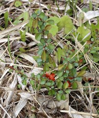 Chaenomeles japonica