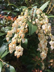 Pieris japonica