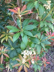 Pieris japonica