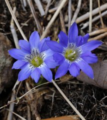 Gentiana thunbergii thunbergii