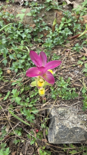 Curcuma zedoaria, photograph 3
