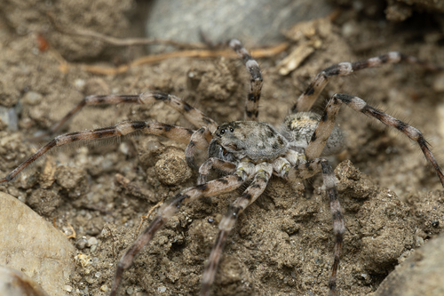 Northern Bear Spider