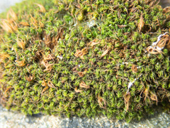 Schistidium maritimum