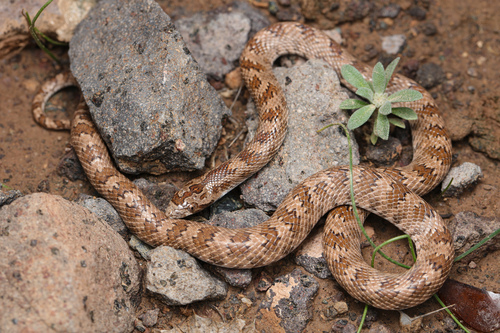 Derafshi Snake