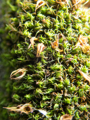 Schistidium maritimum
