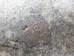 Caloplaca litoricola