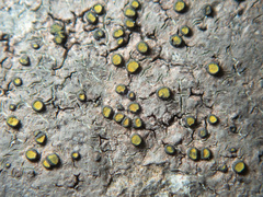 Caloplaca litoricola