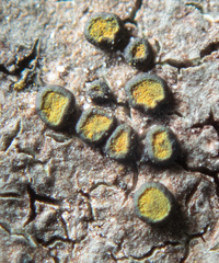 Caloplaca litoricola