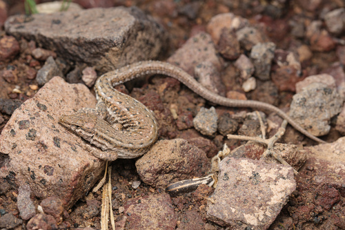 Bardaskan Desert Lizard, Mesalina bardaskanensis
