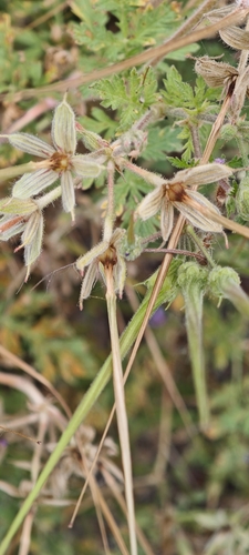 Erodium ciconium, photograph 3
