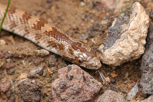 Derafshi Snake