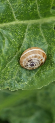 Theba pisana