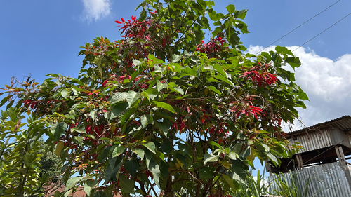 Poinsettia
