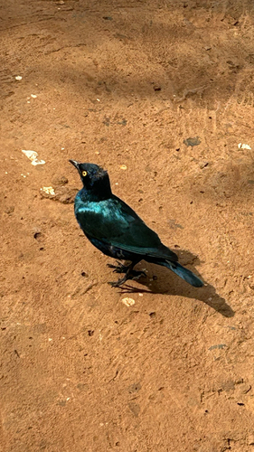 Greater Blue-eared Starling