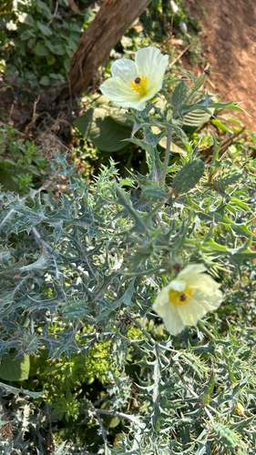 Mexican Poppy