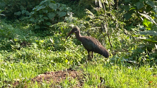 Hadada Ibis