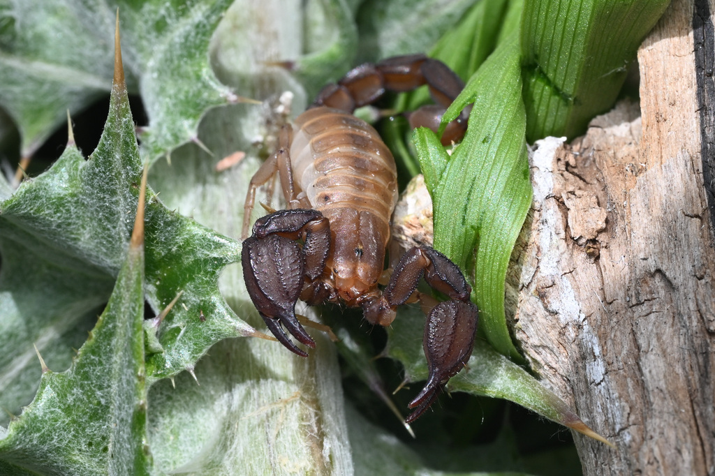 Uroctonites giulianii