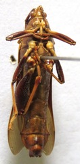Grammopoecilus