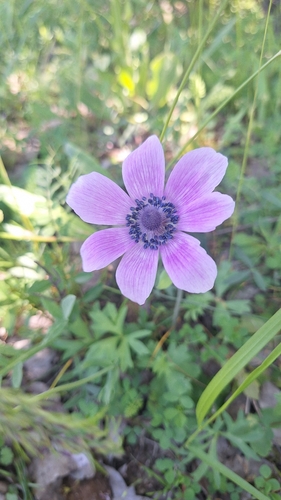 peacock anemone