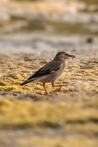Red-billed Starling