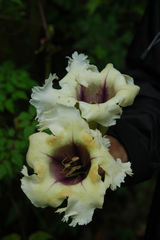 Solandra grandiflora