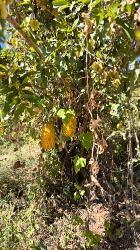 Horned Melon