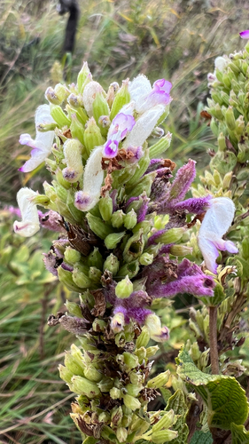 Coleus calycinus observed 2026-05-05