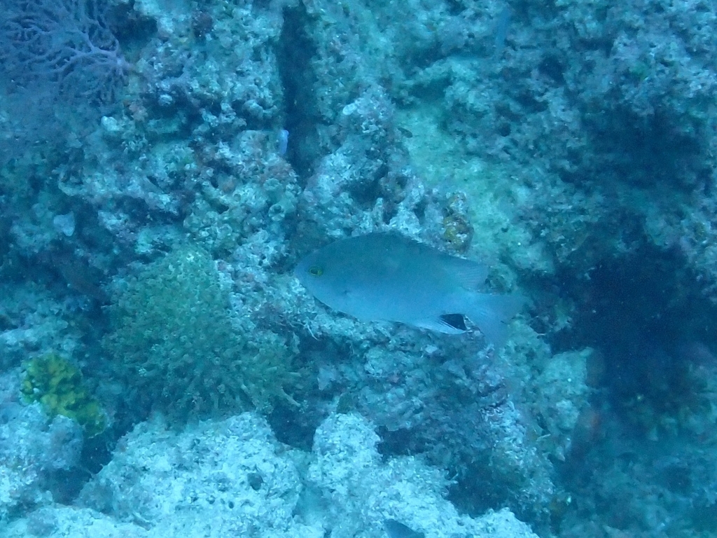 Black-spot Damsel