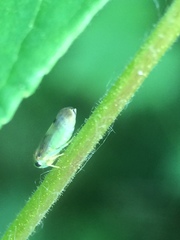 Pediopsoides distinctus