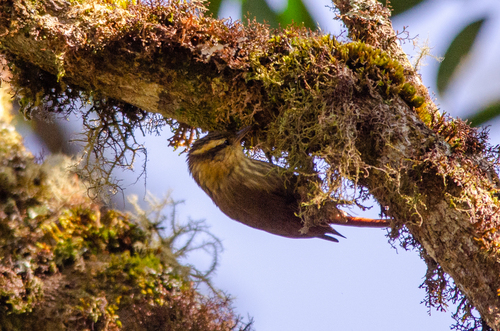 Sharp-billed Treehunter