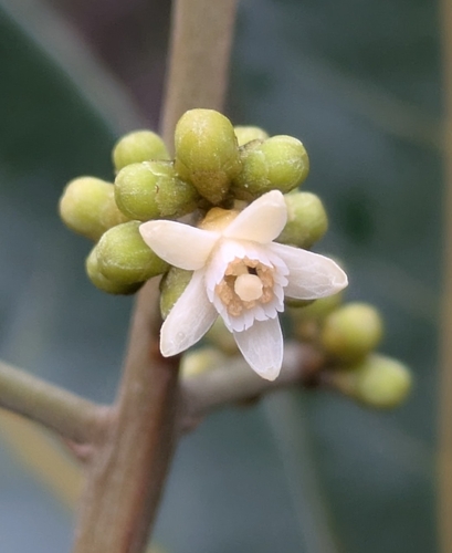 Didymocheton rufescens observed 2026-04-29
