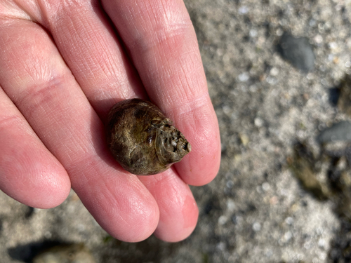 Littorina littorea
