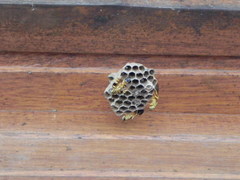 Mischocyttarus cerberus