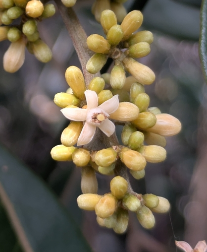 Didymocheton rufescens observed 2026-04-30
