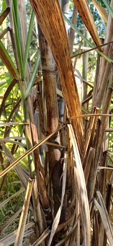 Saccharum officinarum