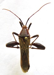 Grammopoecilus