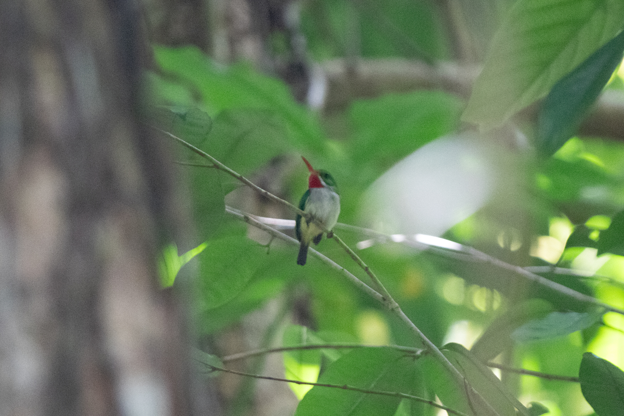 Puerto Rican Tody (Todus mexicanus), photo 9