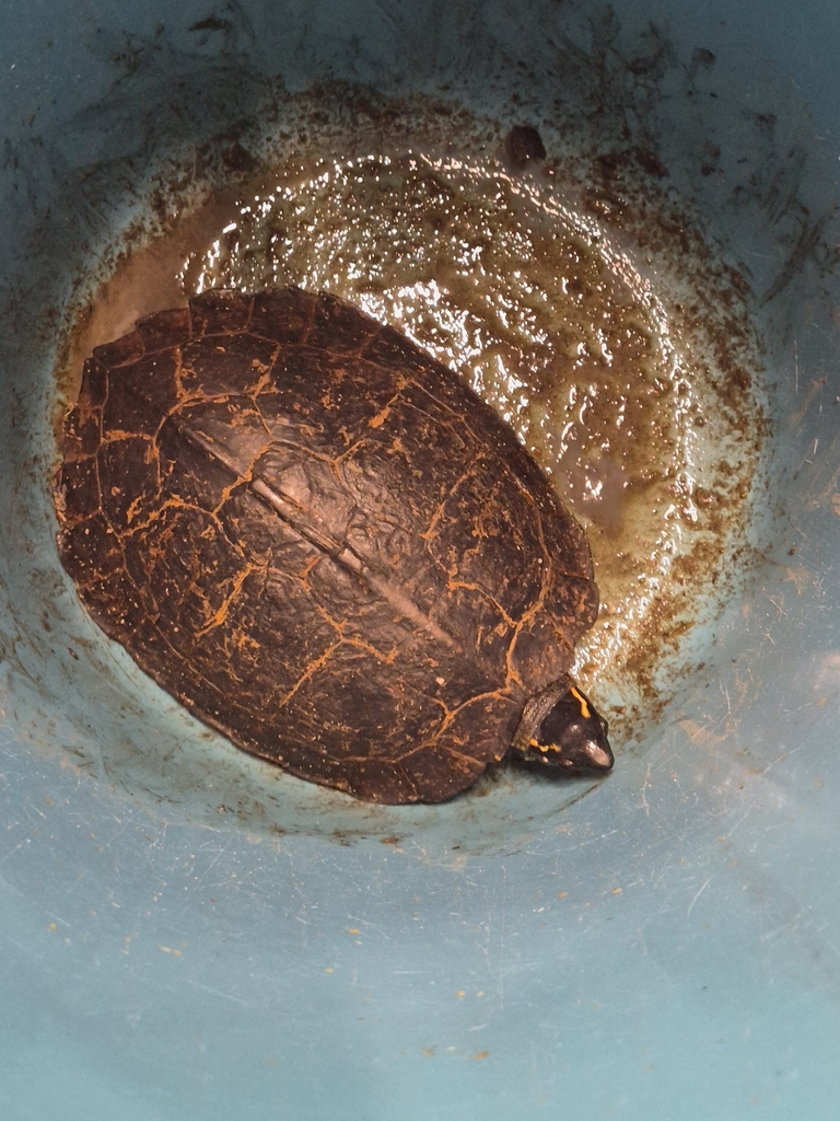 Spotted-legged Turtle