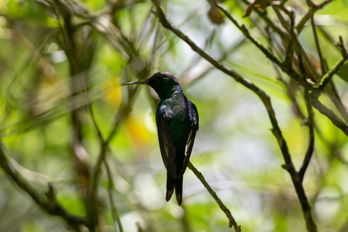 Puerto Rican Emerald (Riccordia maugaeus)