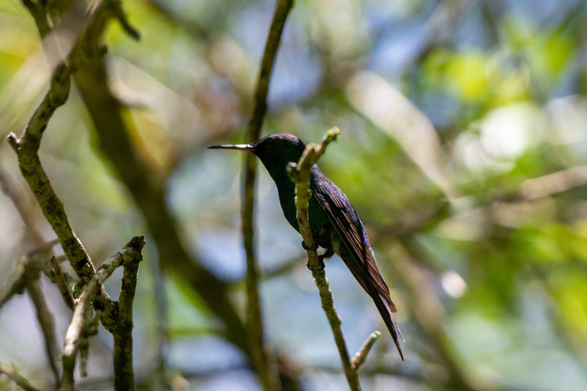 Puerto Rican Emerald (Riccordia maugaeus), photo 2