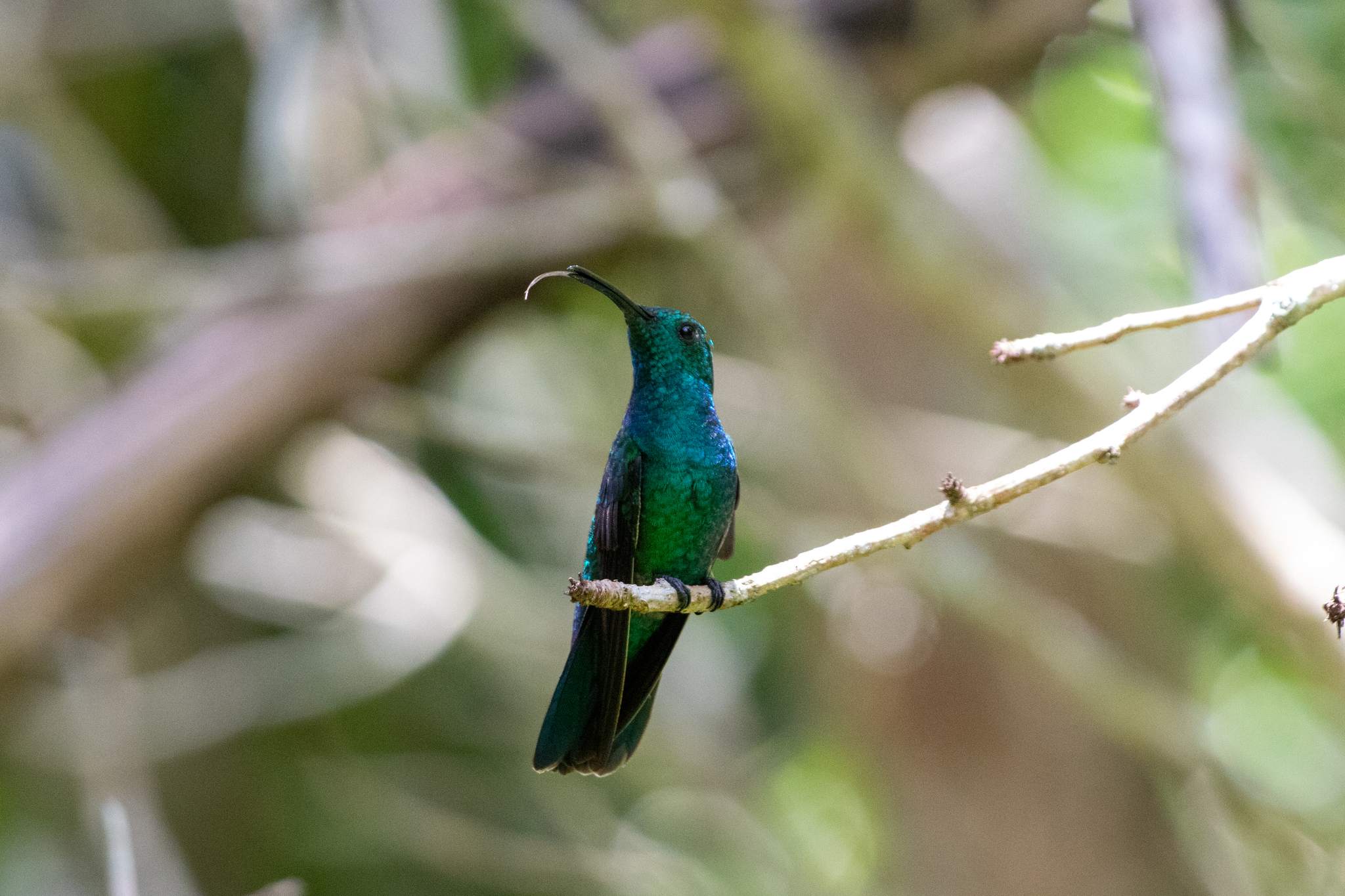 Green Mango (Anthracothorax viridis), photo 4
