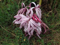 Crinum × amabile