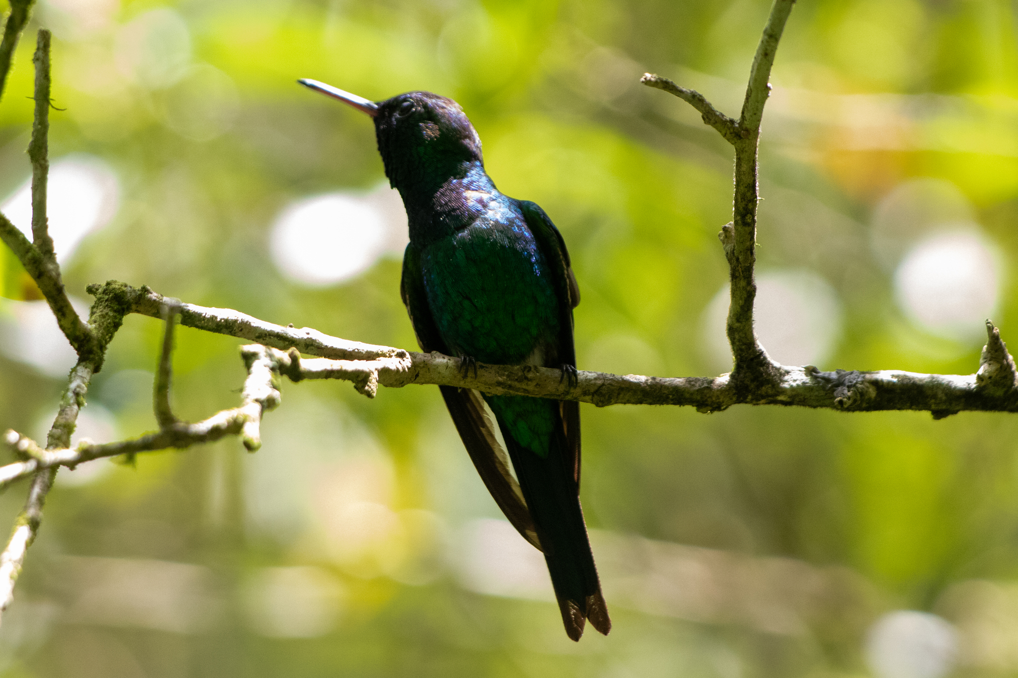 Puerto Rican Emerald (Riccordia maugaeus), photo 8