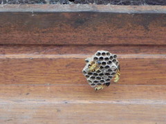 Mischocyttarus cerberus