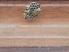 Mischocyttarus cerberus